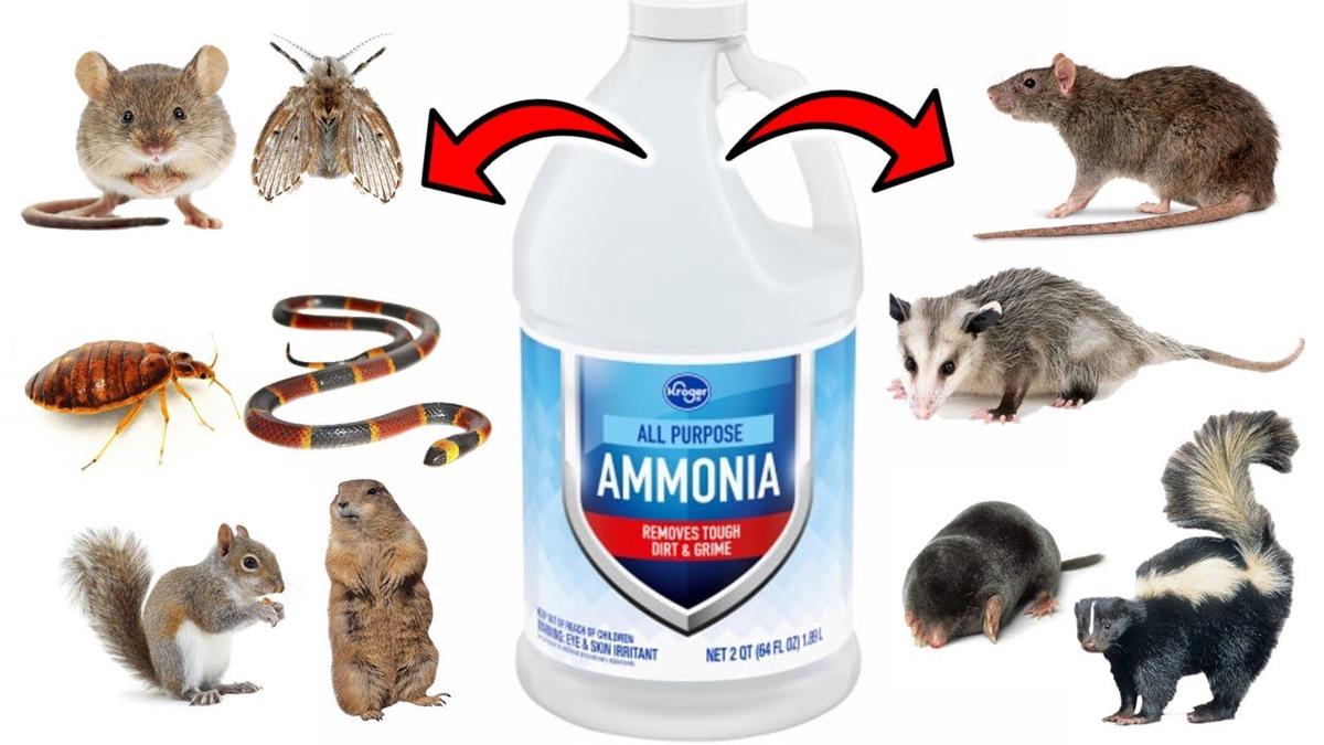 How To Get Rid of Pests Using Ammonia Rats, Squirrels, Mice, Skunks