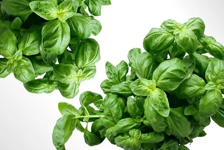 Basil are flavorful and has a lot of nutrient contents