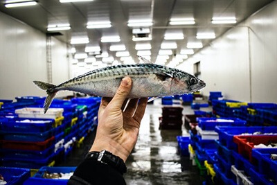 Mackerel has a positive impact on testosterone levels Mackerel has a positive impact on testosterone levels