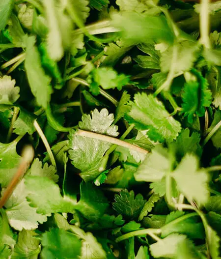 Parsley are effective in cleansing the kidneys and promotes healthy digestion