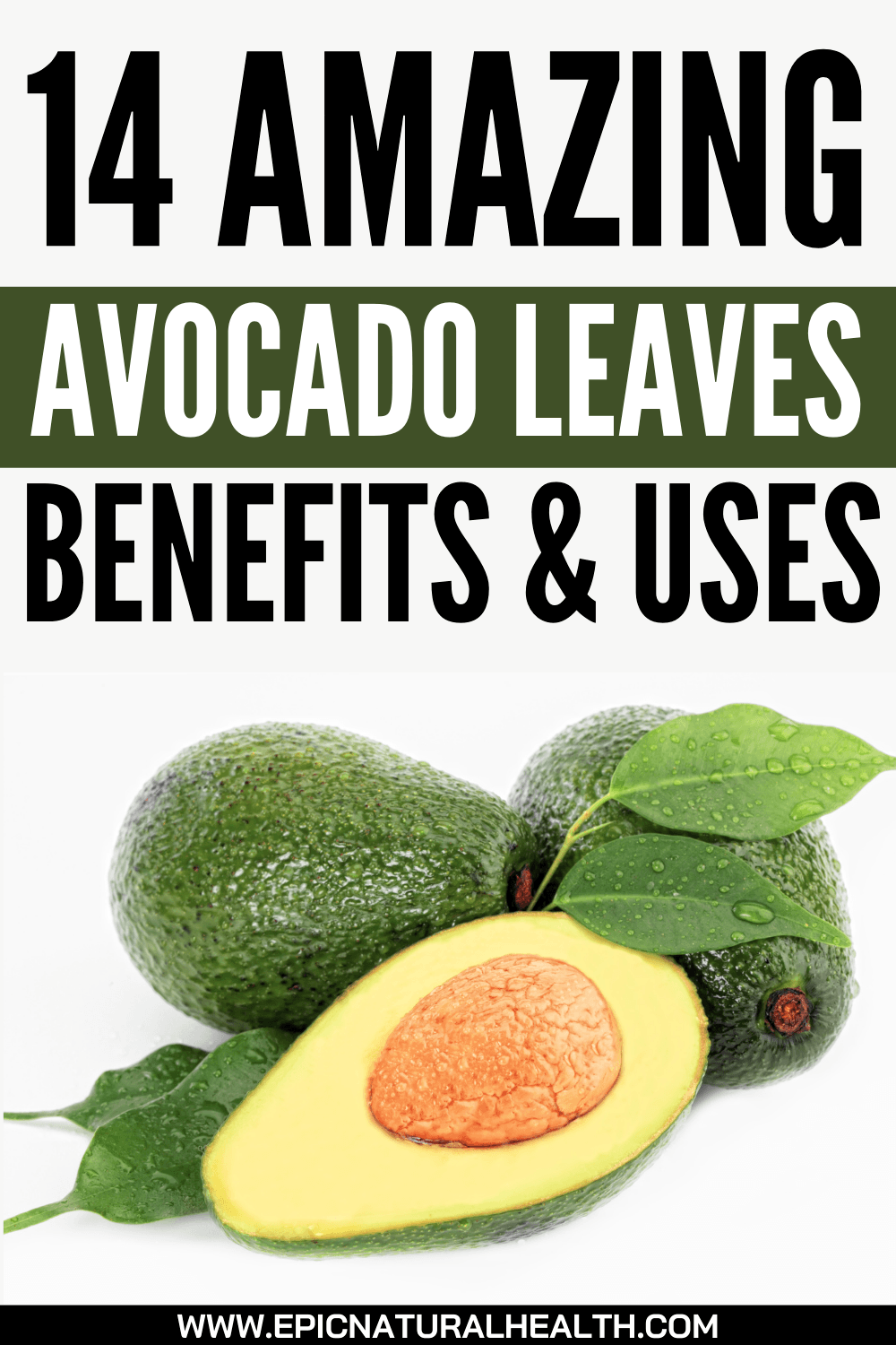 14 Amazing Avocado Leaves Benefits and Uses