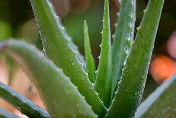 Aloe vera has phytochemicals that eases pain and reduces inflammation