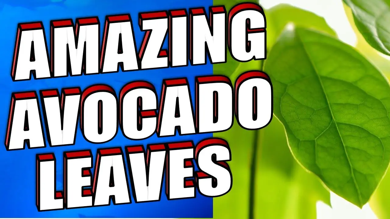 14 Amazing Avocado Leaves Benefits & Uses Including Hair, & Diabetes