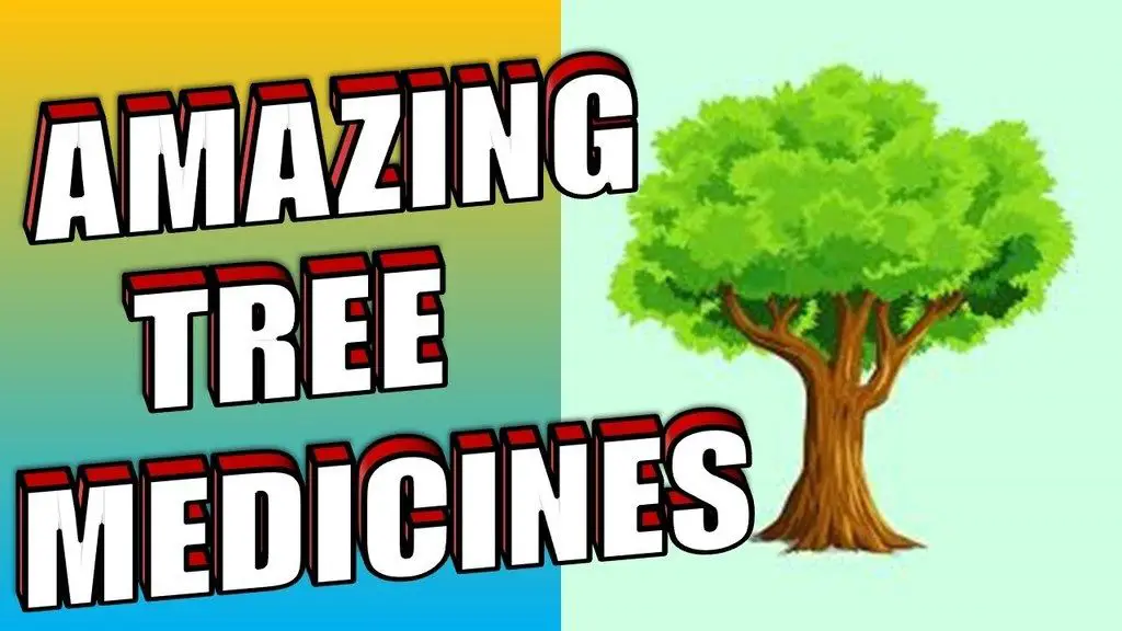 Amazing Tree Medicines