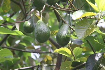 Avocado Tree