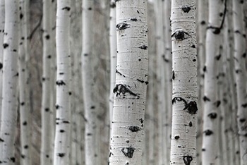 Birch barks are used for their antibacterial properties