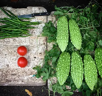 Bitter gourd is long and thin with green bumpy skin