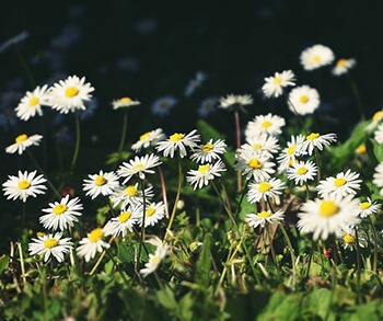 Chamomile is effective at treating nerves and anxiety