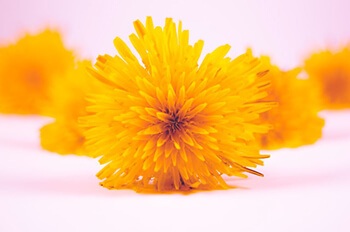 Dandelion contains vitamins and minerals