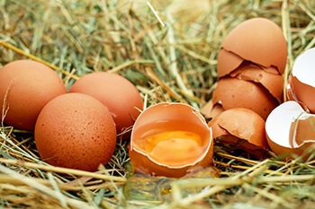 Eggshells have elements like calcium, protein, iron, potassium, and magnesium