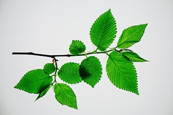 Elm is most commonly used to soothe the digestive tract