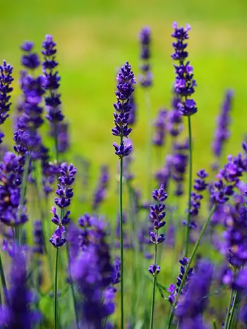 Lavender has soothing and calming properties