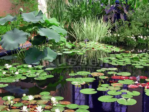 Lily-pond_large
