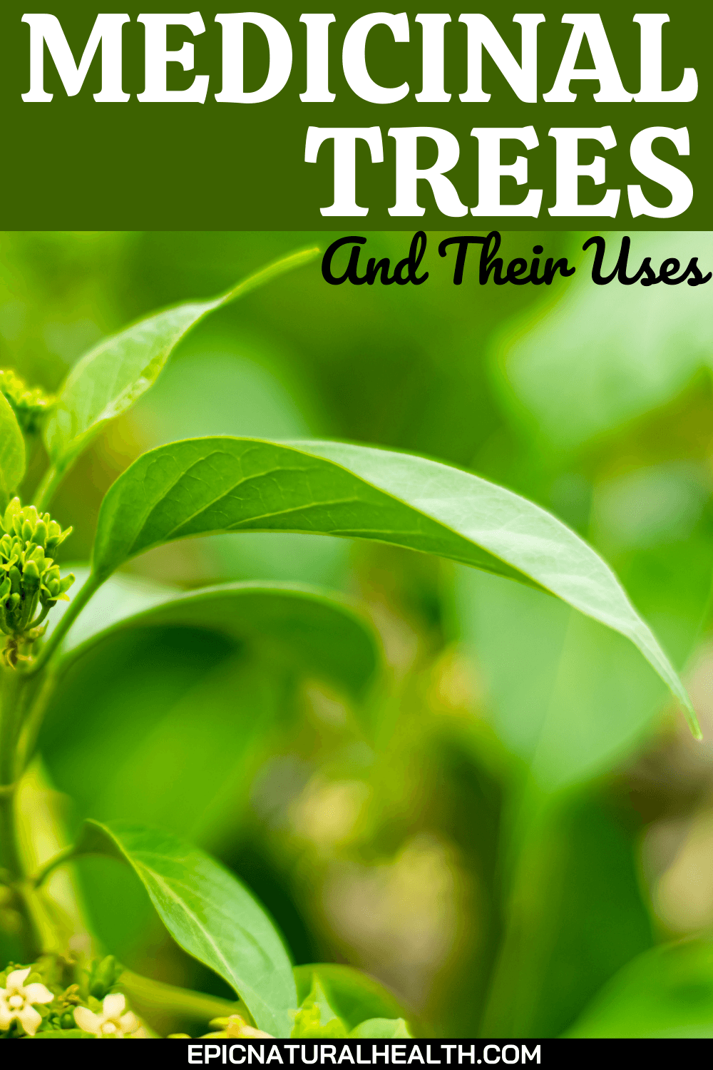 Medicinal trees and their uses