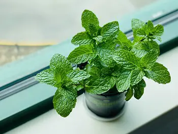 Mint can help calm inflammation and reduce pain