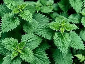 Nettle is rich in silica that is essential in nail growth