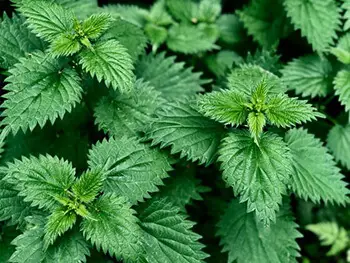 Nettles are nutritious, rich in vitamins and minerals