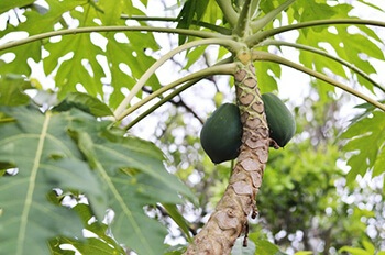 Papaya leaves has the ability to increase blood platelet count