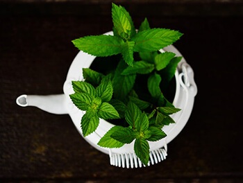 Peppermint can naturally ease muscle cramping