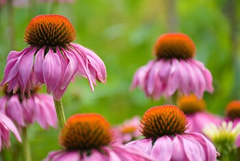 Purple coneflower can help treat common colds