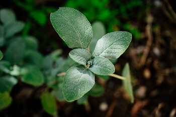 Sage helps in eliminating excess skin oils and preventing sweating