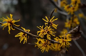 Witch hazel is known for its astringent and antiperspirant properties