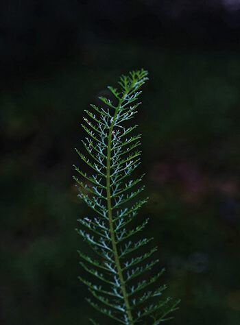 You can make horsetail tea and soak your nails in the solution