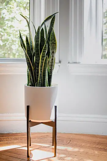air purifying plants can help detoxify your home
