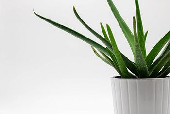 aloe vera plant is one of the best natural plants for all number of health purposes