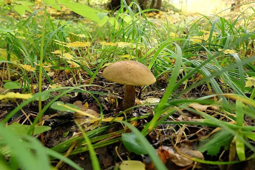 nature-mushroom-forest-podberjozovik-autumn