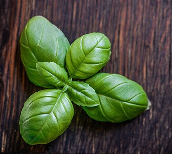 Basil juice can relieve painful symptoms of kidney stones