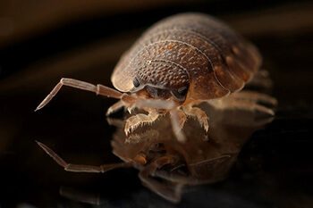 Bed bugs are human parasites