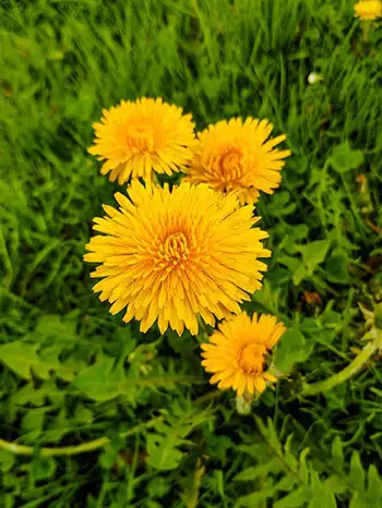 Dandelion can prevent extra fluid to build up in your blood vessels