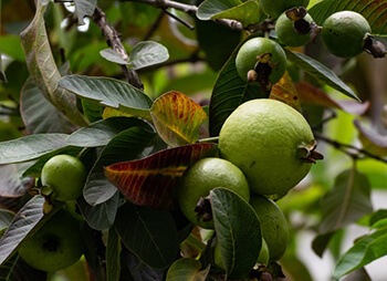 Guava leaves for dandruff issues