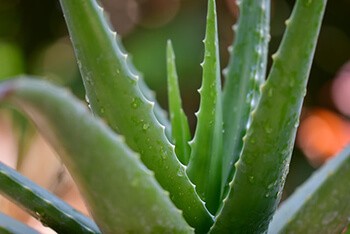 Use aloe vera gel and apply directly to scalp