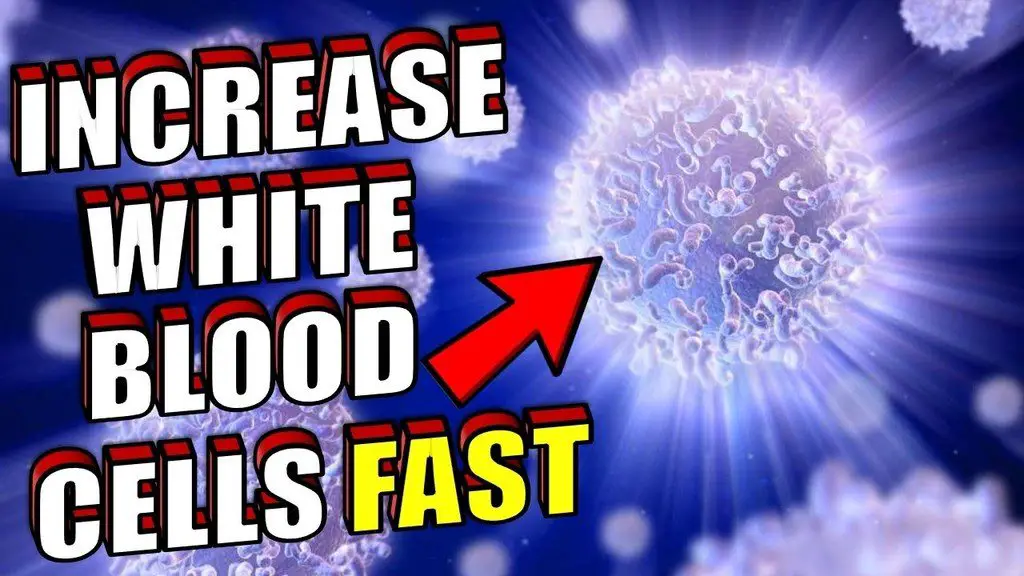 increase white blood cells fast