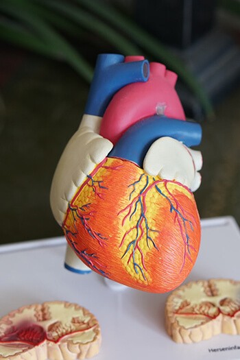 melatonin can reduce blood pressure and lower cholesterol melatonin can reduce blood pressure and lower cholesterol