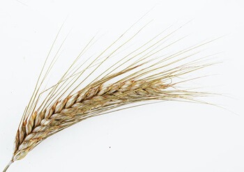 wheat allergies refer to an allergic reaction to wheat protein