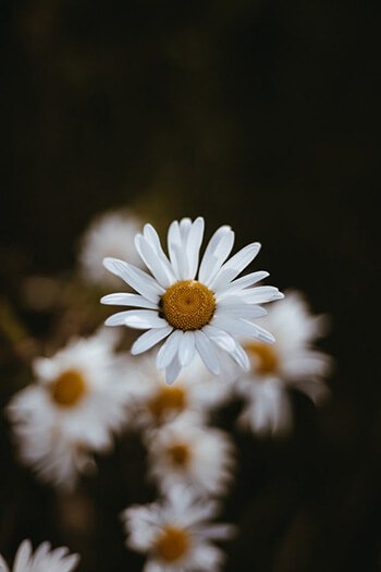 Anti-inflammatory properties of chamomile can help soothe and get rid of red eyes