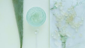 Get the gel from the aloe leaves