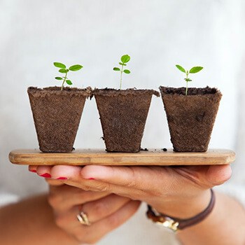 Grow your own plants on sponges