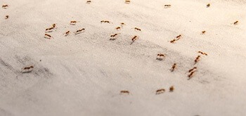 Keep ants away by sprinkling baking soda and salt