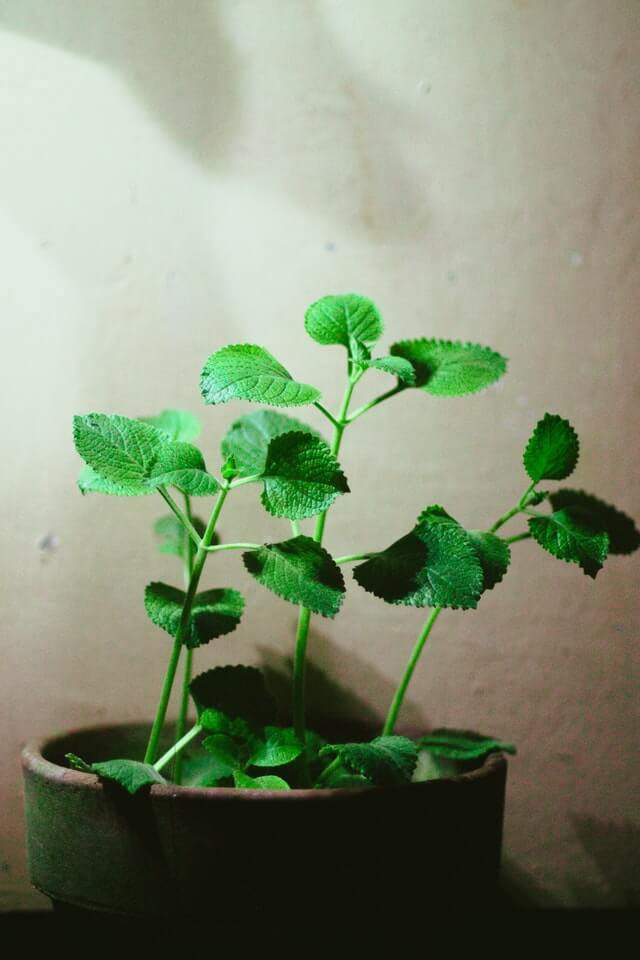 Oregano