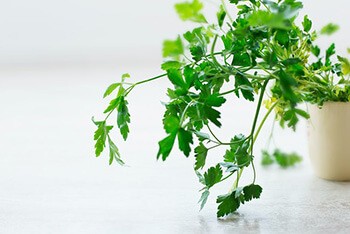 Parsley helps your kidney flush out excess liquids