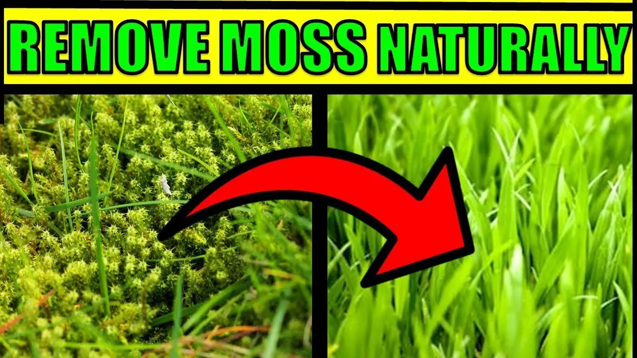 Remove Moss Naturally