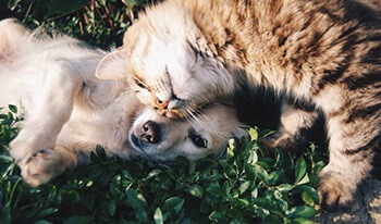 Remove pet hair from around the house using a sponge