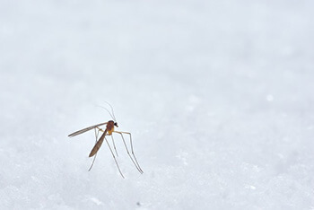 Treat mosquito bite by making baking soda and water paste