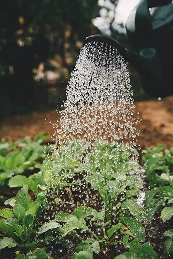 do not water your lawn as often