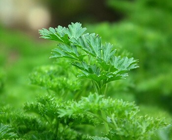 Parsley