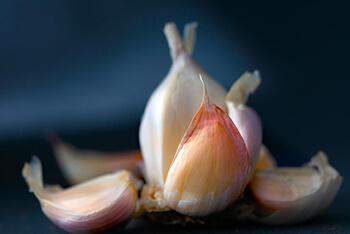 The smell of garlic is usually unpleasant to mosquitoes